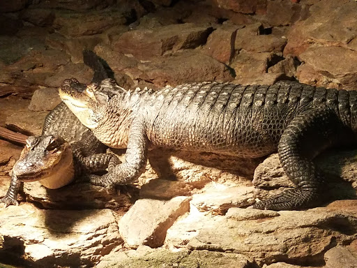 Non-Profit Organization «Dauset Trails Nature Center», reviews and photos, 360 Mt Vernon Church Rd, Jackson, GA 30233, USA