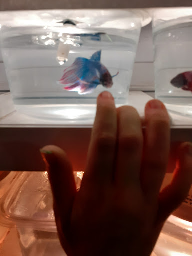 Pet Store «Pet Paradise Grooming», reviews and photos, 1115 Pueblo Blvd Way, Pueblo, CO 81005, USA