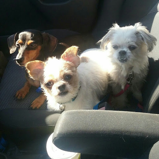 Pet Supply Store «IncrediPet», reviews and photos, 306 Southland Dr, Lexington, KY 40503, USA