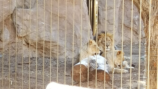 Zoo «Reid Park Zoo», reviews and photos, 3400 Zoo Court, Tucson, AZ 85716, USA