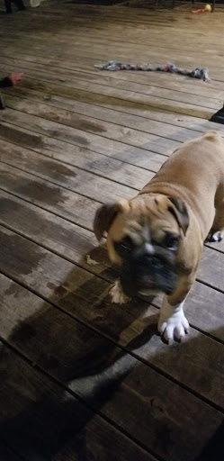 Pet Supply Store «Pet Supplies Plus», reviews and photos, 1031 Northwest Hwy, Garland, TX 75041, USA