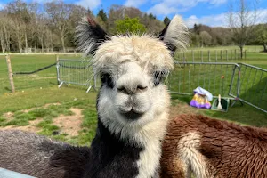 Dunreyth Alpacas image