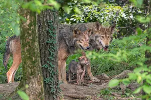 Endangered Wolf Center image