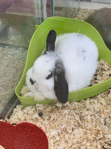 Pet Supply Store «Pet Palace Inc», reviews and photos, 253 Scranton Carbondale Hwy, Scranton, PA 18508, USA