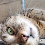 Photo n°1 de l'avis de Edyta.z fait le 21/08/2023 à 20:01 sur le  ibis Styles Coburg à Coburg