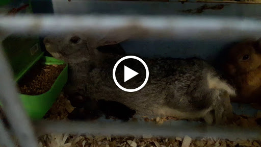 Pet Store «Animal Pet Shop Corporation», reviews and photos, 10843 SW 40th St, Miami, FL 33165, USA