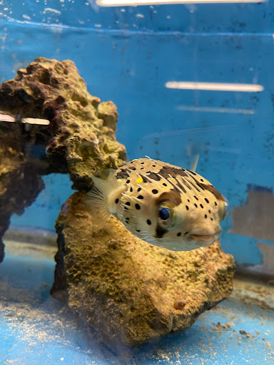 Tropical Fish Store «Waterbury Aquarium», reviews and photos, 406 Watertown Ave, Waterbury, CT 06708, USA