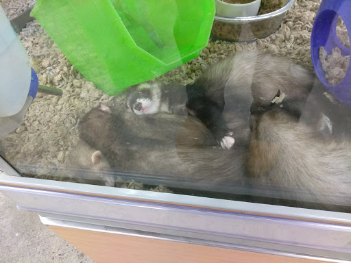 Pet Supply Store «Petco Animal Supplies», reviews and photos, 339 Squire Rd #108, Revere, MA 02151, USA