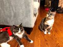 Meows and Whiskers LLC - Photo 4 - Car repair in , New York