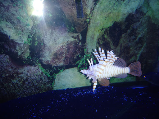 Tropical Fish Store «Best Fish», reviews and photos, 1335 N Doctor M.L.K. Dr, Milwaukee, WI 53212, USA