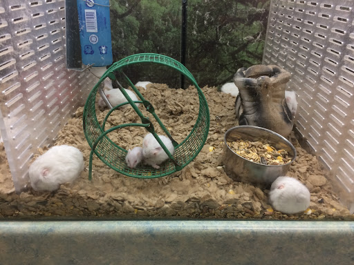 Pet Store «All Pet Center», reviews and photos, 1950 S Atlantic Blvd, Monterey Park, CA 91754, USA