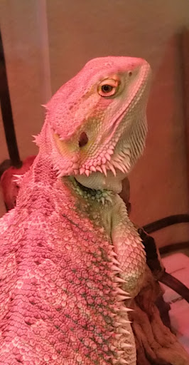 Pet Supply Store «Skyway Feed & Pet Supply Inc», reviews and photos, 677 Birch St, Paradise, CA 95969, USA