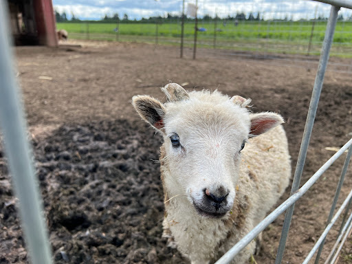 Produce Market «Boones Ferry Berry Farms», reviews and photos, 19602 NE Boones Ferry Rd, Hubbard, OR 97032, USA