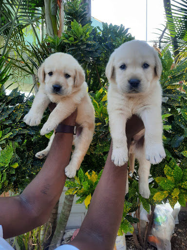 Oscar pet's world (Pets Lodging and Boarding in Thane, Puppies for Sale in Thane, Dog Training Center in Thane)