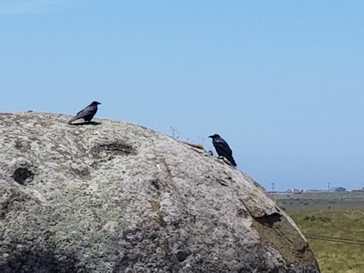 Nature Preserve «Elephant Rock», reviews and photos, 2997-3261 Dillon Beach Rd, Tomales, CA 94971, USA