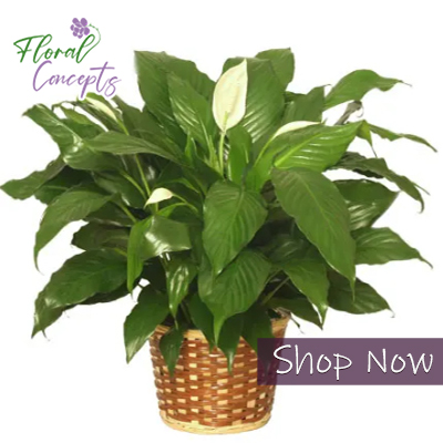 Florist «Floral Concepts», reviews and photos, 11261 Richmond Ave G109, Houston, TX 77082, USA