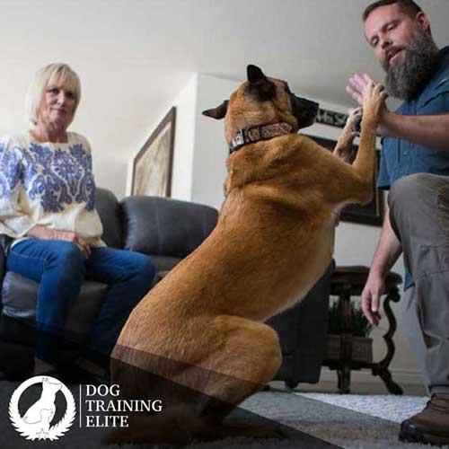 Dog Training Elite New Haven