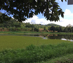 Nong Phueng park. photo