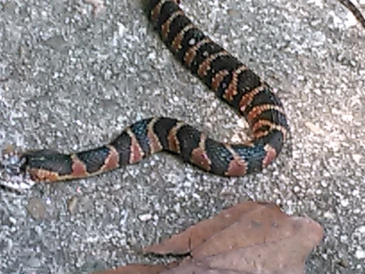 Gun Shop «The Outpost Guns & Ammo», reviews and photos, 2650 Ross Clark Cir, Dothan, AL 36301, USA