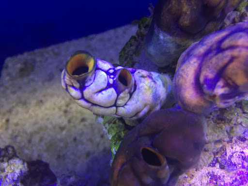 Pet Store «Corals and Fins», reviews and photos, 5011 W Hillsborough Ave, Tampa, FL 33634, USA