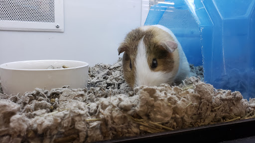 Pet Supply Store «Petco Animal Supplies», reviews and photos, 5975 20th St, Vero Beach, FL 32966, USA