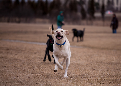 Dog Park «Beck Lake Off-Leash Dog Area», reviews and photos, 9700 Gloria Ct, Glenview, IL 60025, USA