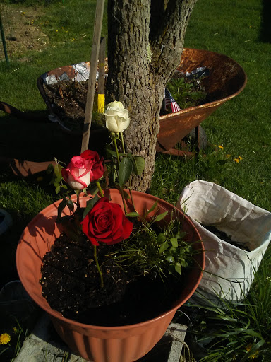 Supermarket «ALDI», reviews and photos, 15849 OH-170, Calcutta, OH 43920, USA