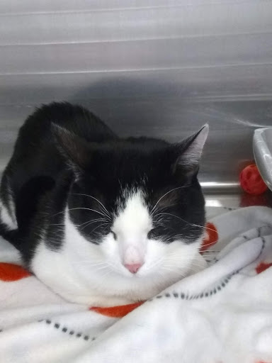 Pet Supply Store «PetSmart», reviews and photos, 4550 W Lake Mary Blvd, Lake Mary, FL 32746, USA