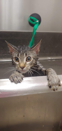 Pet Groomer «Furry Tails Pet Grooming», reviews and photos, 865 Cypress Pkwy, Poinciana, FL 34759, USA