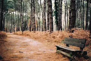 Forêt de Canéjan image