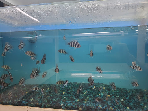 Pet Store «Goldfish Plus», reviews and photos, 1027 Grand Ave, Covina, CA 91724, USA