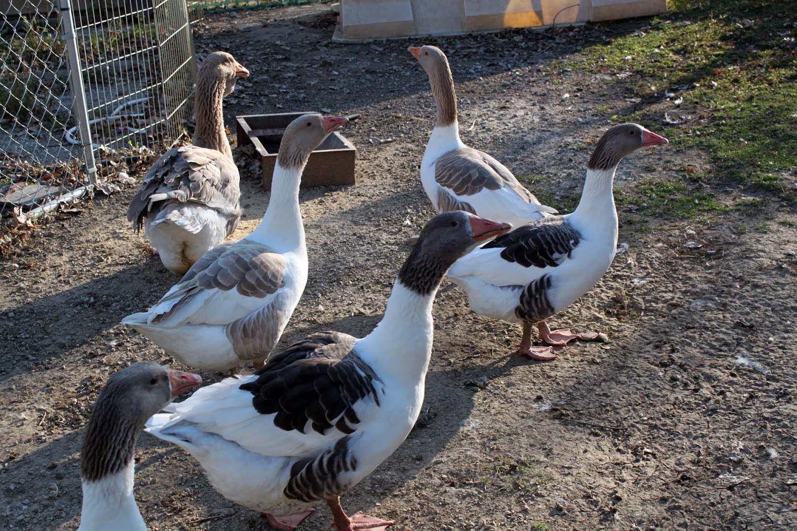 Royal Show Geese
