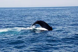 Capt. Bill & Sons Whale Watch image