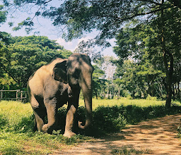 Elephant Valley Thailand photo