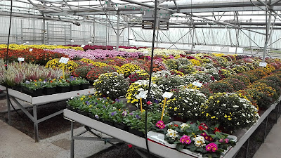 Les floralies gavrayennes à Gavray-sur-Sienne