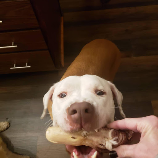 Pet Supply Store «City Dogs Grocery», reviews and photos, 884 Massachusetts Ave, Indianapolis, IN 46204, USA