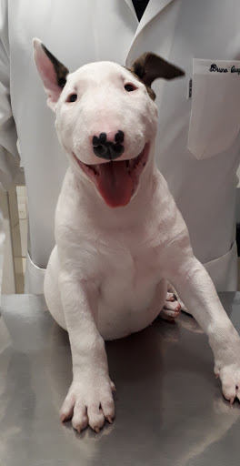 Veterinary clinic New Europe em Campinas - SP