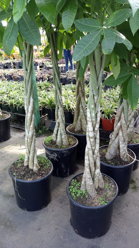 Cheap plants San Pedro Sula