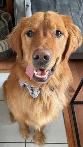 Pet Supply Store «BONeJOUR Pet Supply and Dog Wash», reviews and photos, 53 N 3rd St, Philadelphia, PA 19106, USA