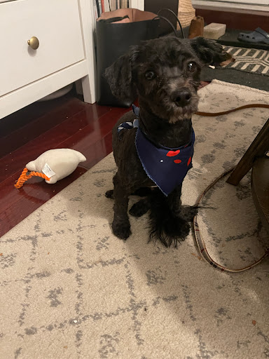 Pet Supply Store «Petco», reviews and photos, 1851 Sunrise Hwy, Bay Shore, NY 11706, USA