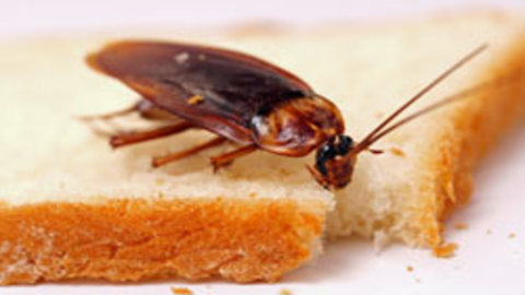 Cockroaches Control Dubai