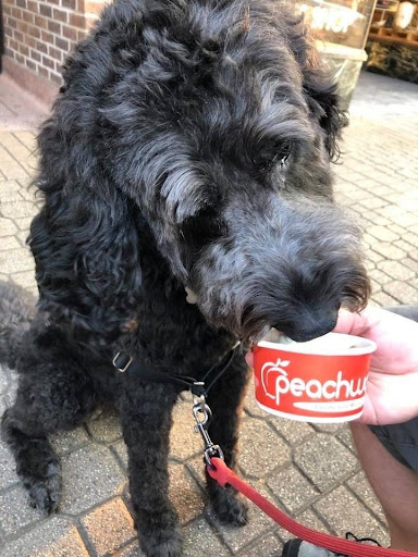 Frozen Yogurt Shop «Peachwave Frozen Yogurt & Gelato», reviews and photos, 6 W 8th St, Holland, MI 49423, USA