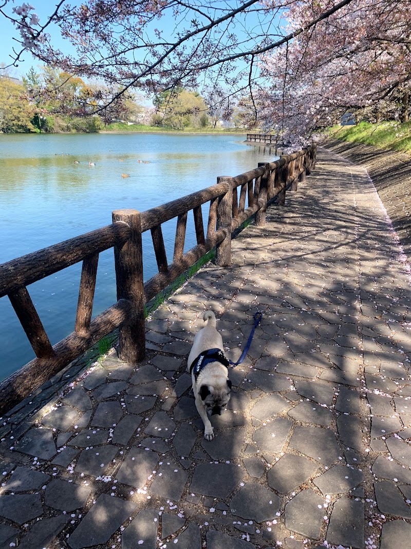 鷺池桜並木
