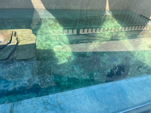 Aquarium «Woods Hole Science Aquarium», reviews and photos, 166 Water St, Woods Hole, MA 02543, USA