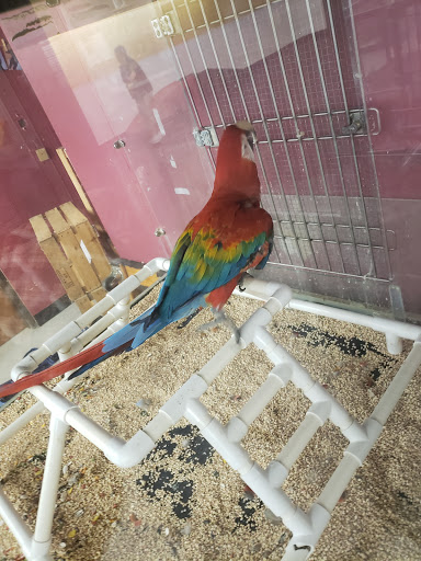 Pet Store «Petland Plano», reviews and photos, 1301 Custer Rd #405, Plano, TX 75075, USA