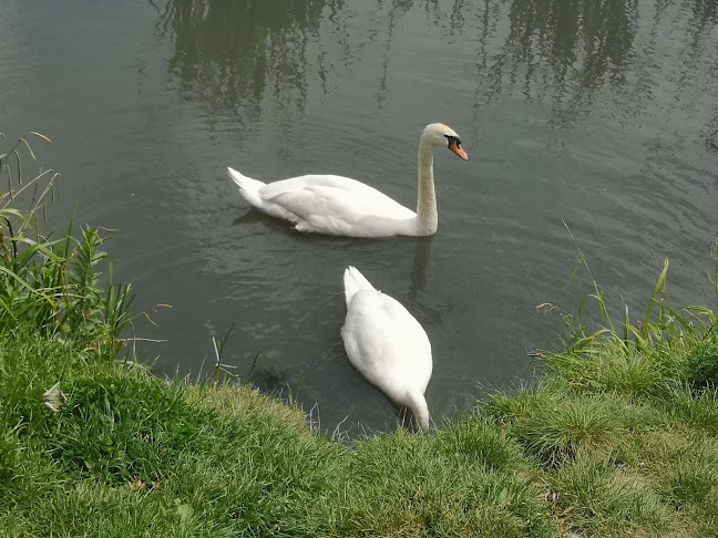 Saintbridge Balancing Pond - Other
