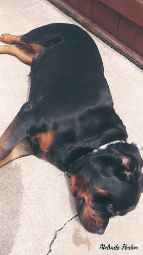 Pet Store «Feed-Rite Pet Supply», reviews and photos, 2979 Fort St, Lincoln Park, MI 48146, USA