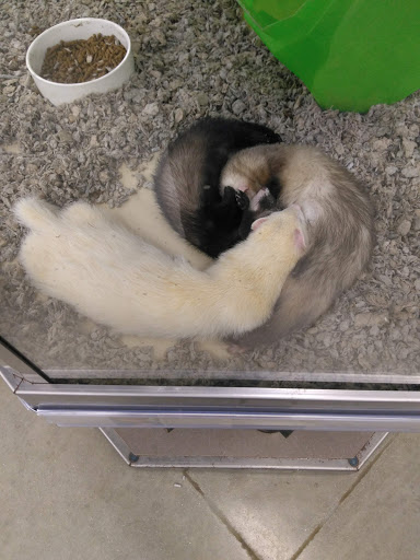 Pet Supply Store «Petco Animal Supplies», reviews and photos, 16417 Merchants Ln, King George, VA 22485, USA