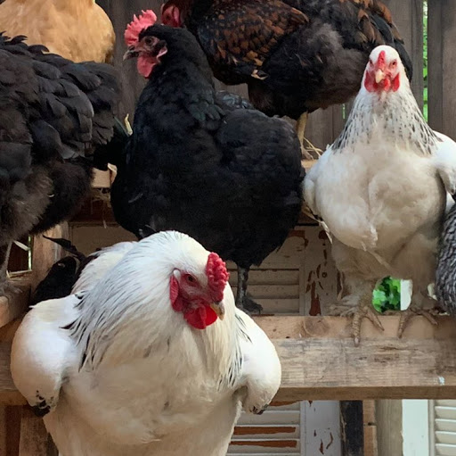 Pet Supply Store «Aptos Feed & Pet Supply», reviews and photos, 7765 Soquel Dr C, Aptos, CA 95003, USA