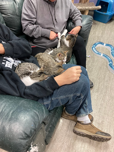 Pet Supply Store «Animal House Pet Supplies», reviews and photos, 733 Phillips Blvd, Sauk City, WI 53583, USA